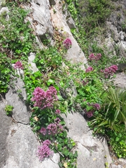 Centranthus ruber