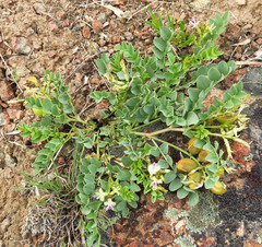Astragalus lentiginosus chartaceus