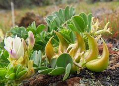 Astragalus lentiginosus chartaceus