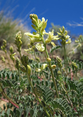 Astragalus curvicarpus