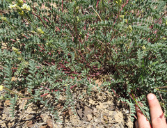 Astragalus curvicarpus