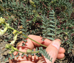 Astragalus curvicarpus