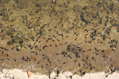 Bufo bufo