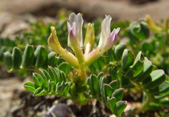 Astragalus lentiginosus chartaceus
