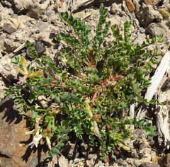 Astragalus lentiginosus chartaceus