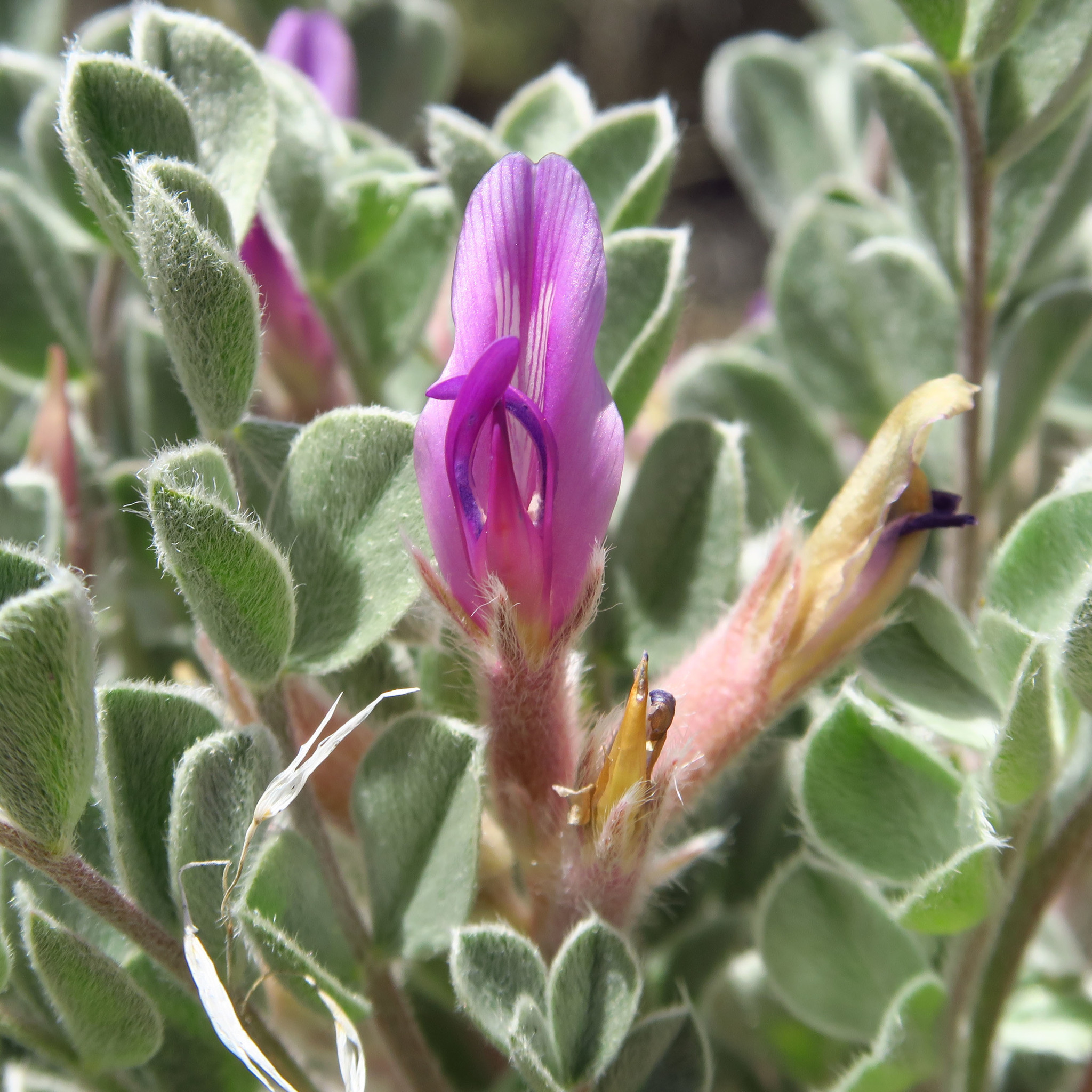 Astragalus newberryi var. castoreus