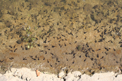 Bufo bufo