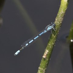 Enallagma laterale