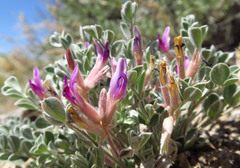 Astragalus newberryi castoreus