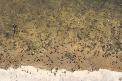 Bufo bufo