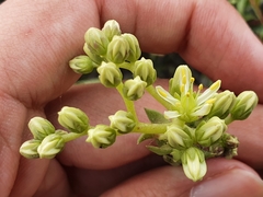 Petrosedum sediforme image