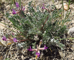 Astragalus newberryi castoreus