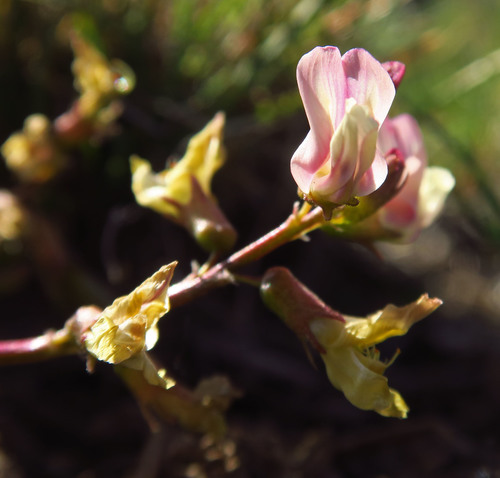 Trout Creek milkvetch (Astragalus salmonis)