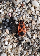 Pyrrhocoris apterus