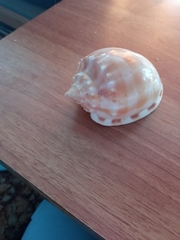 Phalium bandatum
