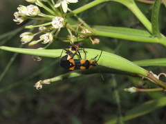 Oncopeltus cingulifer