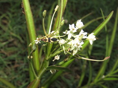Oncopeltus cingulifer