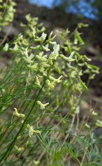 Astragalus cusickii