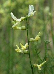 Astragalus cusickii