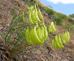 Astragalus cusickii