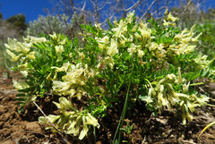 Astragalus vallaris