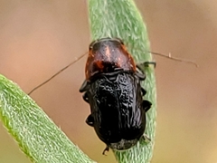 Pachybrachis hybridus