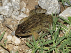 Leptodactylus fragilis