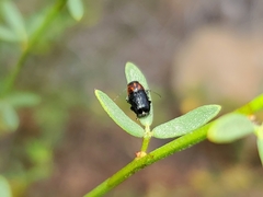 Pachybrachis hybridus