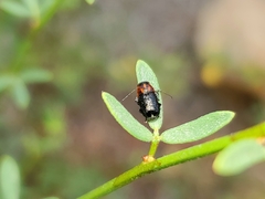 Pachybrachis hybridus