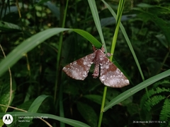 Apatelodes albipunctata