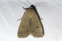 Abagrotis orbis