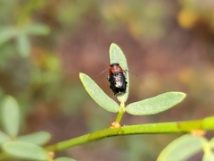 Pachybrachis hybridus