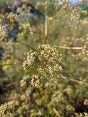 Trinia