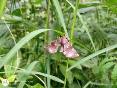 Apatelodes albipunctata