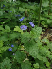 Veronica chamaedrys