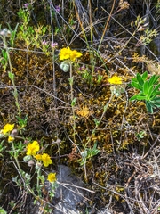 Helianthemum oelandicum orientale