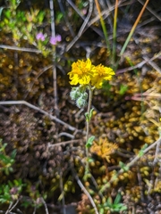 Helianthemum oelandicum orientale