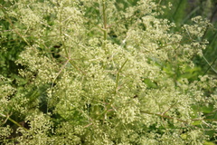 Trinia multicaulis