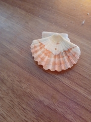 Pecten