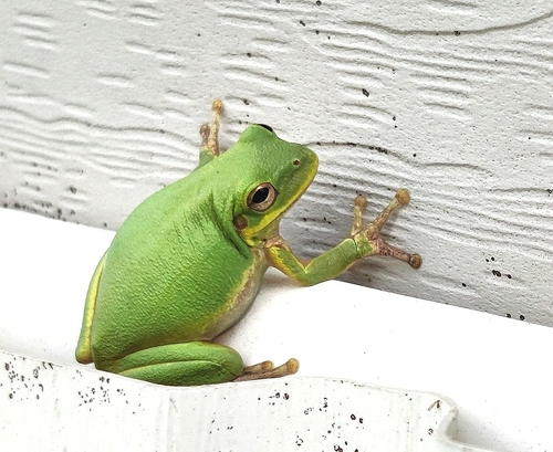Squirrel Tree Frog photographed in Mississippi