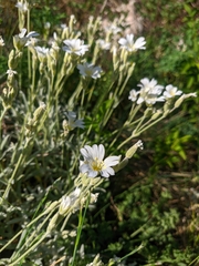 Cerastium biebersteinii