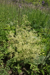 Trinia multicaulis