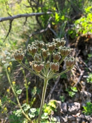 Heracleum ligusticifolium