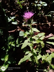 Cirsium mexicanum
