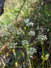 Heracleum ligusticifolium