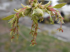 Acer negundo