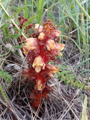Orobanche colorata