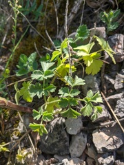Heracleum ligusticifolium