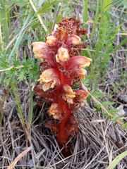 Orobanche colorata