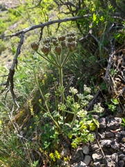 Heracleum ligusticifolium